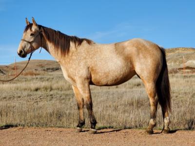 Two Tylet Honey Bee <BR> AQHA 5842821